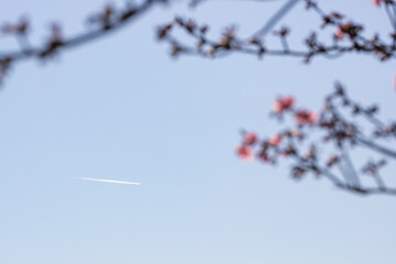 Obraz premium 河津桜と飛行機雲 千葉県市川市 日本