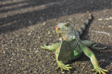  iguana