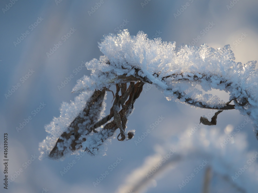 Wall mural frost on branches