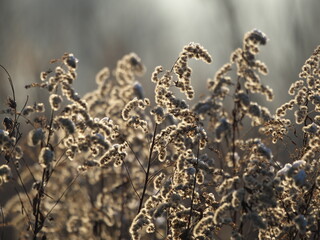 grass in the morning