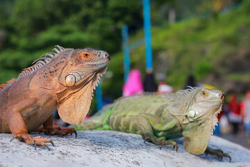  iguana
