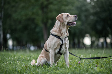 Beautiful young labrador retriever in the summer park.