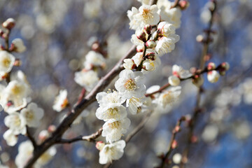 晴れた日の白梅　千葉県市川市　日本