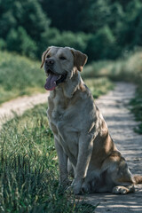 Beautiful young labrador retriever in the summer park.