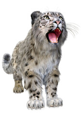 3D Rendering Snow Leopard on White
