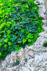 Green branches of ivy creep on a stone of limestone rock