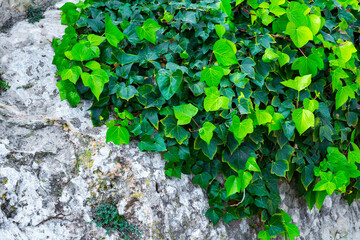 Green branches of ivy creep on a stone of limestone rock