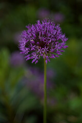 Decorative bow (Allium). A spider sits on a flower. Selective focus. Vertical orientation.