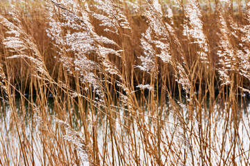 Fototapeta premium Backlit waving brown reed with white plumes in front of water in winter.