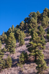 Forest of Canary Island pine.