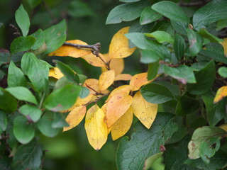 autumn leaves on the tree