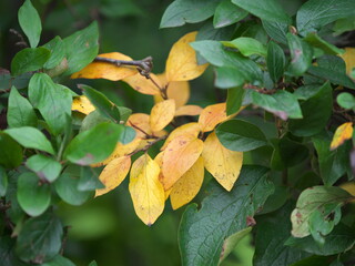 autumn leaves on the ground