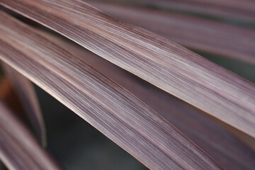 Cabbage palm Red Star