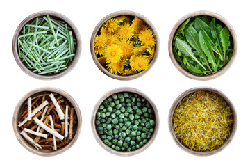 Dandelion in wooden bowls isolated on white background. Dandelion collection for culinary and herbal medicine. Leaves, buds, stem, root, petals. Fresh spring harvest