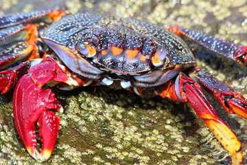 rote_Klippenkrabbe_mit_1_Schere