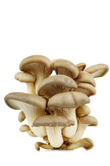 Cluster of fresh oyster mushrooms isolated on white background