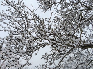 Snowy Magnolia Tree Looking Up