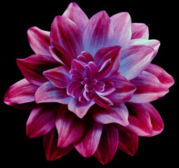 dahlia flower.  Flower isolated on the black background. No shadows with clipping path. Close-up. Nature.
