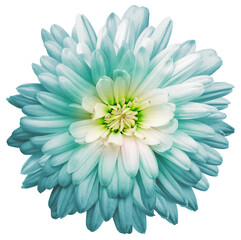 turquoise chrysanthemum.  Flower on a white isolated background with clipping path.  For design.  Closeup.  Nature.