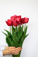 Bouquet of warm pink or red bright tulips in outstretched female hands with silver rings on background of white fabric. Girl or woman holding beautiful spring garden flowers. Postcard design, close up