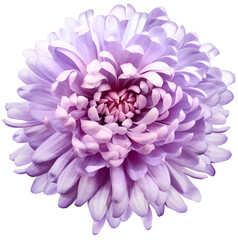 flower violet chrysanthemum . Flower isolated on a white background. No shadows with clipping path. Close-up. Nature.