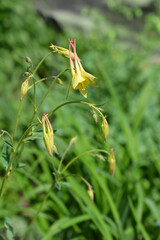Barnebys columbine