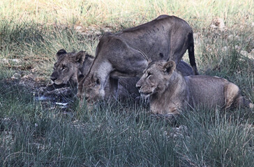 A view of some Lions on a safari