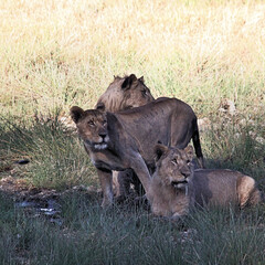 A view of some Lions on a safari