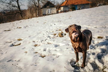 A dog that is covered in snow a Labrador