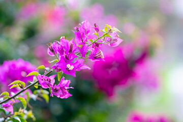 Flowers from a Bougainvillea