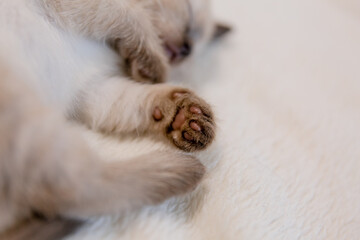 Fototapeta na wymiar Cute little gray kitten on a soft blanket.