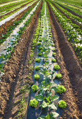 Organic farm field with patches covered with plastic mulch used to suppress weeds and conserve water.