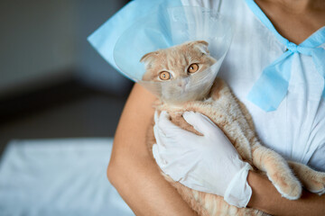 Fototapeta premium Female veterinarian doctor is holding on her hands a cat with plastic cone collar