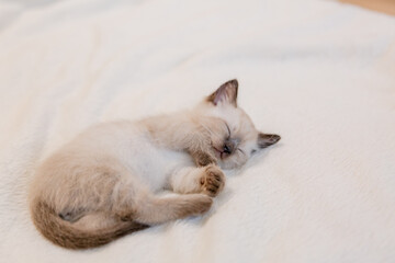 Fototapeta na wymiar Cute little gray kitten on a soft blanket.
