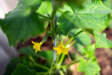 Blooming cucumber in a greenhouse in a vegetable garden.