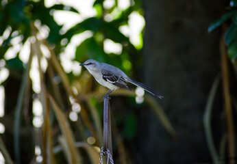 A Mockingbird perched on a garden hanger is in a territorial defense posture.