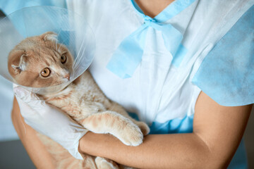 Female veterinarian doctor is holding on her hands a cat with plastic cone collar