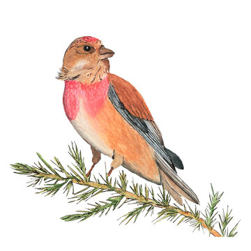A single brown-red watercolor linnet bird sits on a branch