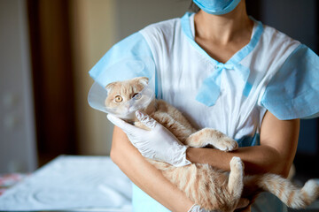 Fototapeta na wymiar Female veterinarian doctor is holding on her hands a cat with plastic cone collar