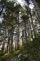 trees in the forest