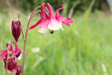 Beautiful crimson and pale pink Columbine wild flowers. Botanical name Aquilegia against a bokeh background.