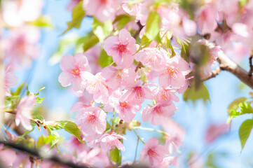 桜 満開の河津桜 背景に青空 クロースアップ  日本の春