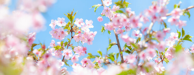 桜 満開の河津桜 背景に青空 パノラマ 日本の春