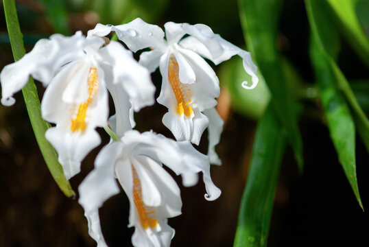 Coelogyne cristata (Crested Coelogyne) white orchid flowers, Eastern Himalayan orchid closeup