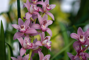 Pink orchid flowers (Cymbidium or boat orchid) against blurred botanical garden, stock photo