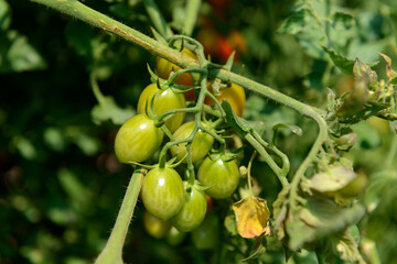 A bunch of unripe cherry tomatoes on the tree...