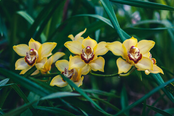 Yellow-orange boat orchid flowers (Cymbidium devonianum) in orchid garden