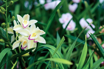 Orchid garden with blooming Cymbidium and other ground orchids