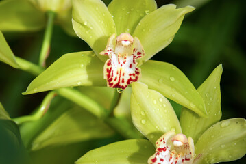Yellow-green boat orchid flowers (Cymbidium devonianum) close-up