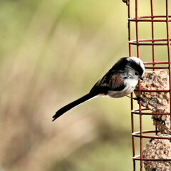 A view of a Long Tailed Tit